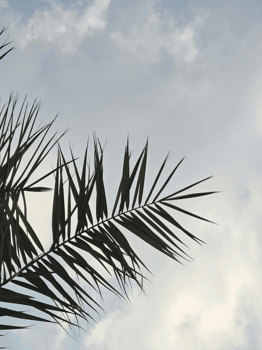 Entrance of the King